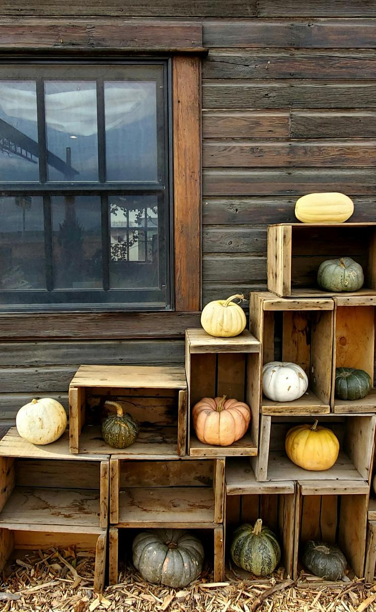 pumpkin patch