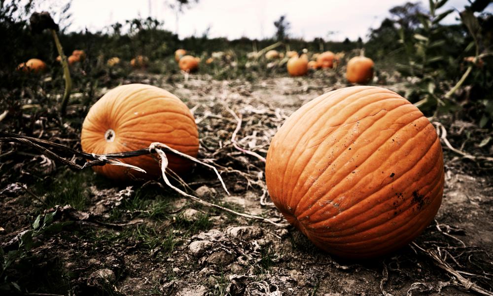pumpkin patch