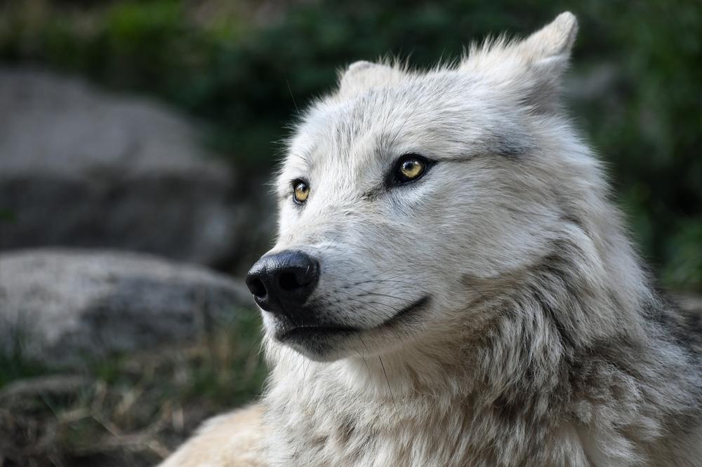 wolf portrait